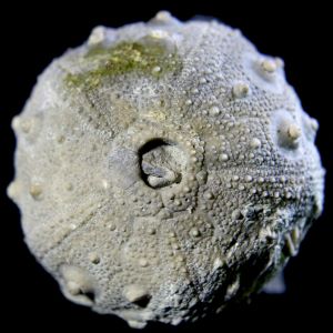 GYmnocideras agassizi_Polska_93_2